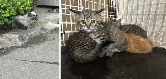 cニャン友0628ー４-min (1).jpg