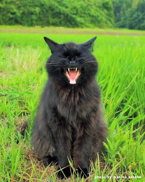 猫のあくびのヒミツ フェリシモ猫部