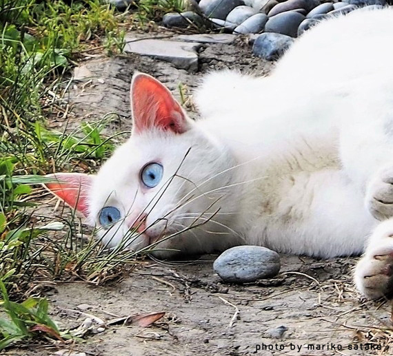 猫の不思議 目の色その1 フェリシモ猫部