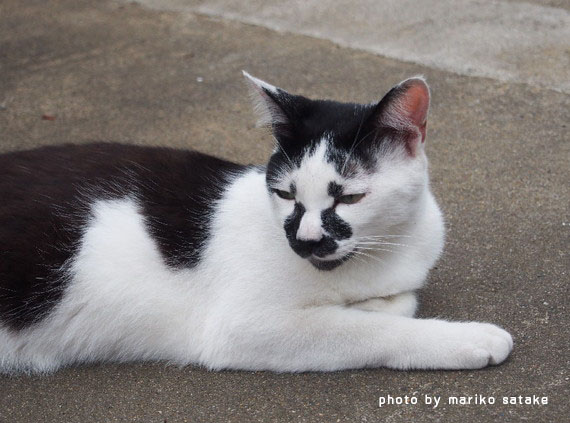 白黒猫は おもしろい フェリシモ猫部