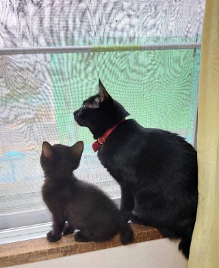 (窓際の黒猫2匹.jpg