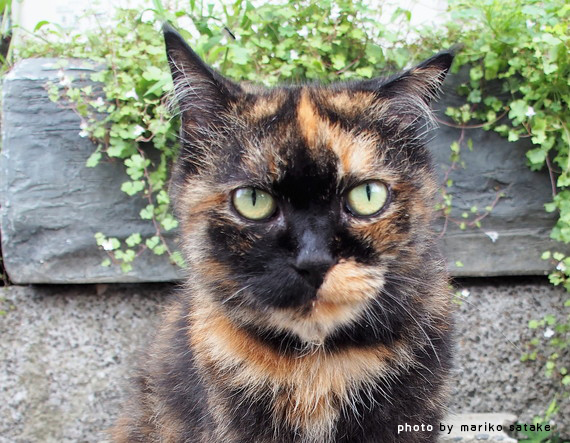 猫の不思議 サビ猫 フェリシモ猫部