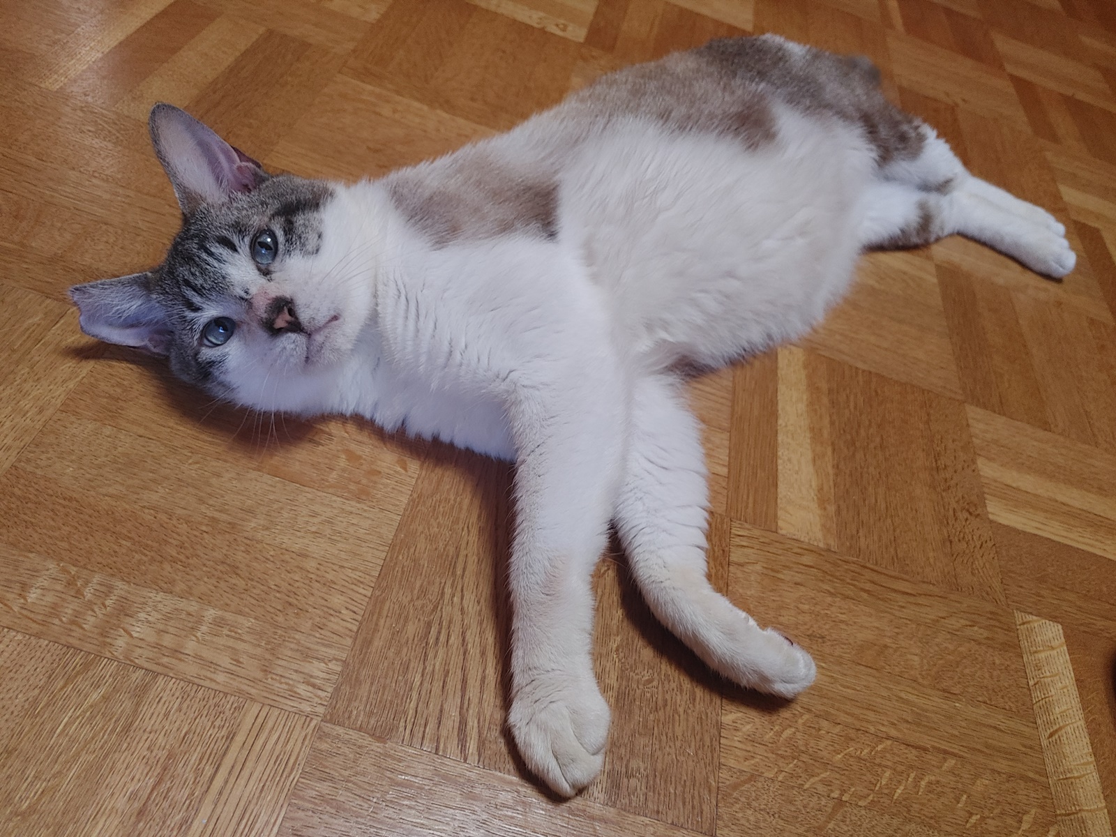 とらIMG00259.jpg