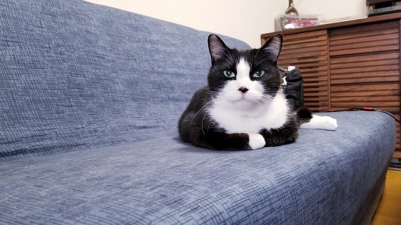 (こたろう君 ソファーでカメラ目線白黒猫.jpg