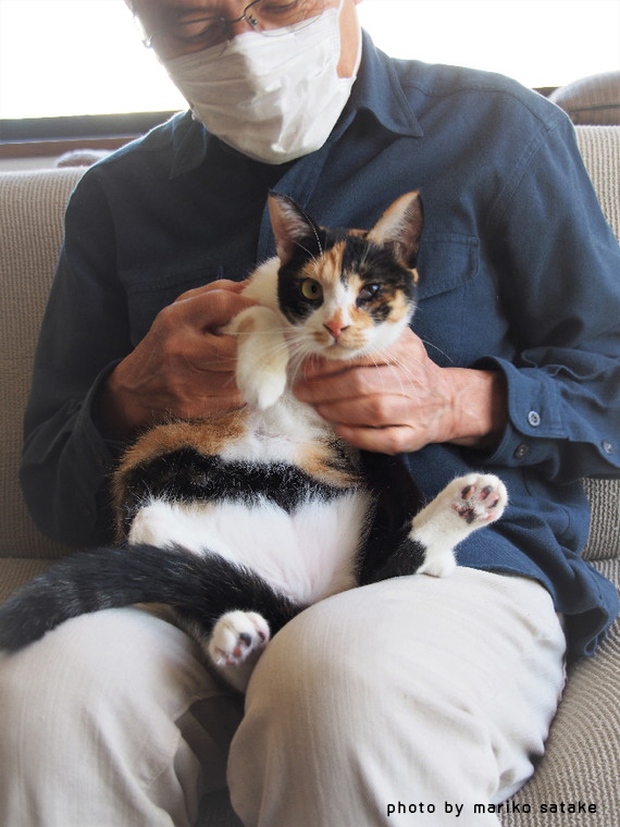 あずきちゃんの意志 フェリシモ猫部