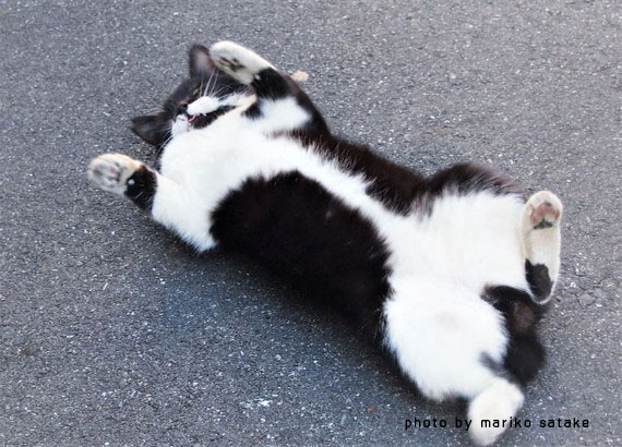 白黒猫は おもしろい フェリシモ猫部