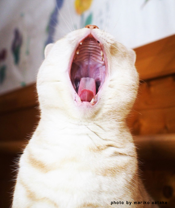 猫のあくびのヒミツ フェリシモ猫部