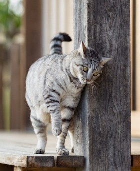 こっそり甘えられたい すりすりするニャ 猫のペンスタンド が登場 フェリシモ猫部