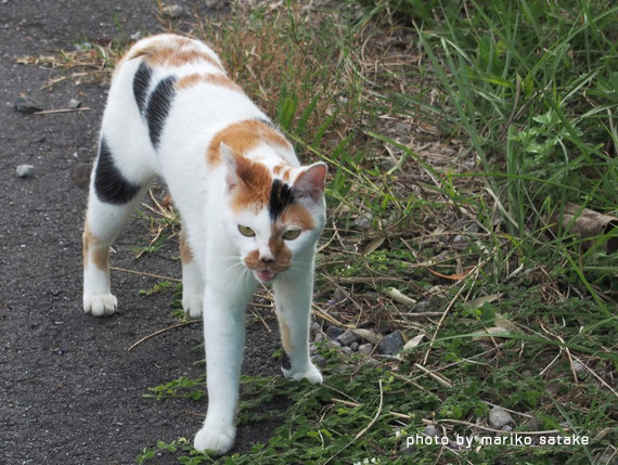 三毛猫は、無敵。│フェリシモ猫部