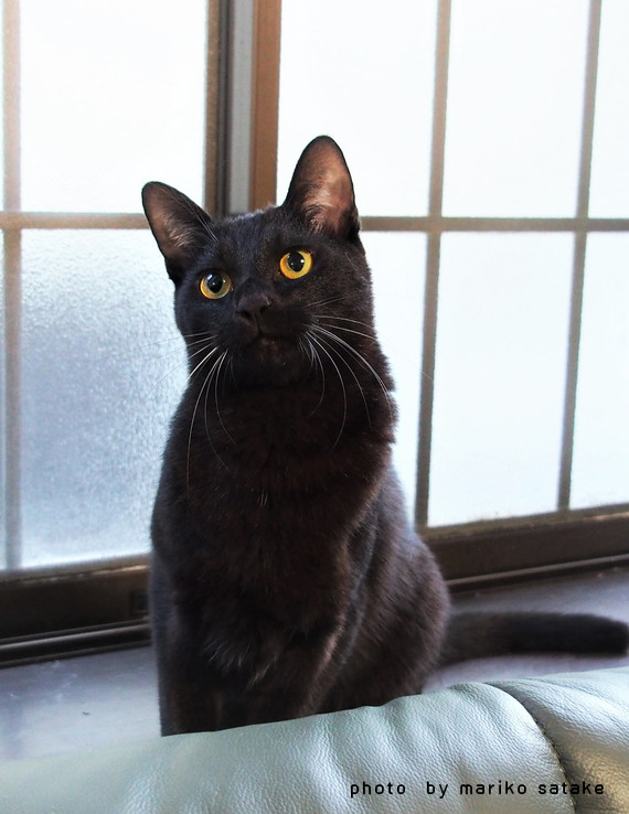 神さまが遣 よこ した猫 フェリシモ猫部
