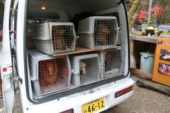 Animalrefugekansai-190328-1.jpg