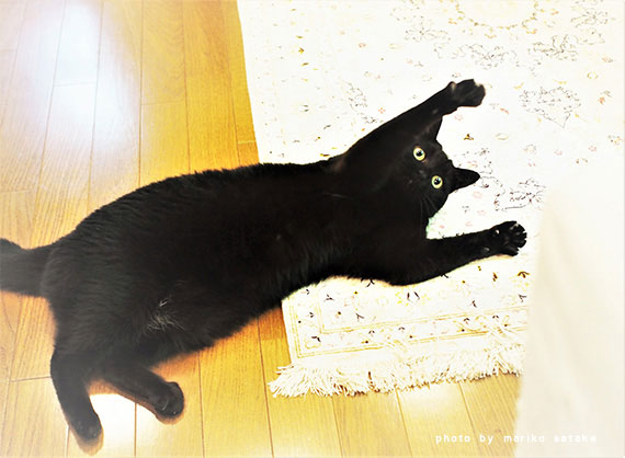 黒猫ノワール フェリシモ猫部
