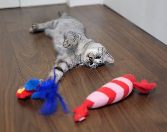 PAWS-241230-4.jpg