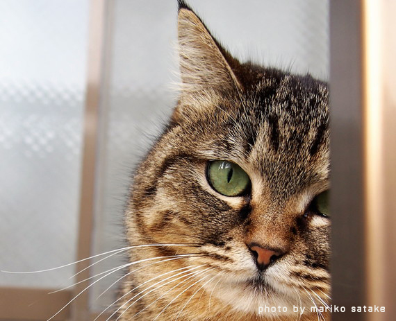 猫の不思議 目の色その1 フェリシモ猫部