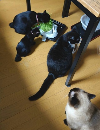 写真(4匹.jpg