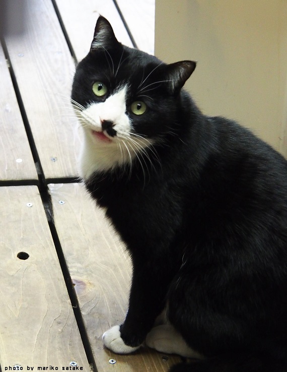 やっと会えたボタンちゃん│フェリシモ猫部
