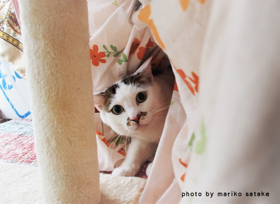 カツラくん改めジョナくん│フェリシモ猫部