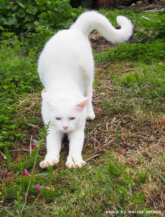 猫の不思議 白い猫 フェリシモ猫部