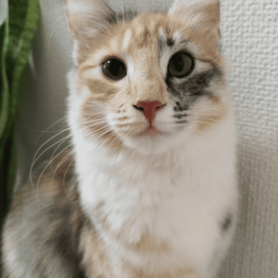 ルミィちゃん猫.png