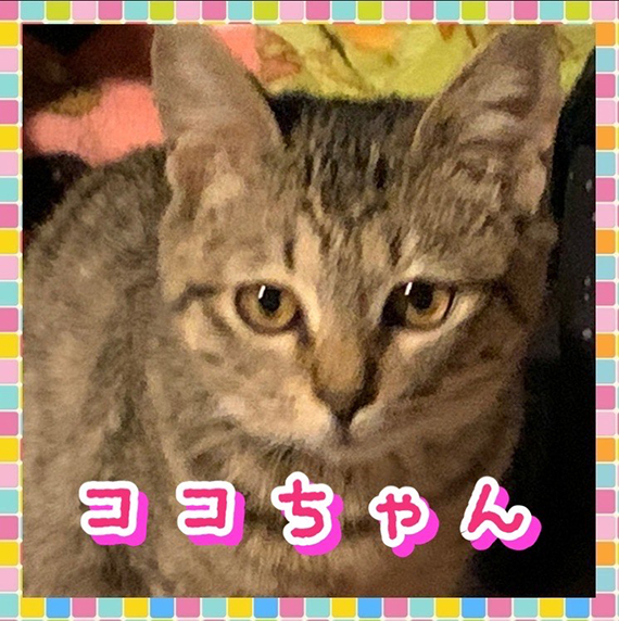 ココちゃんIMG_9667.jpeg
