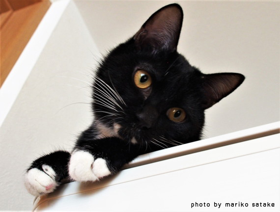 猫の不思議 黒白猫 フェリシモ猫部