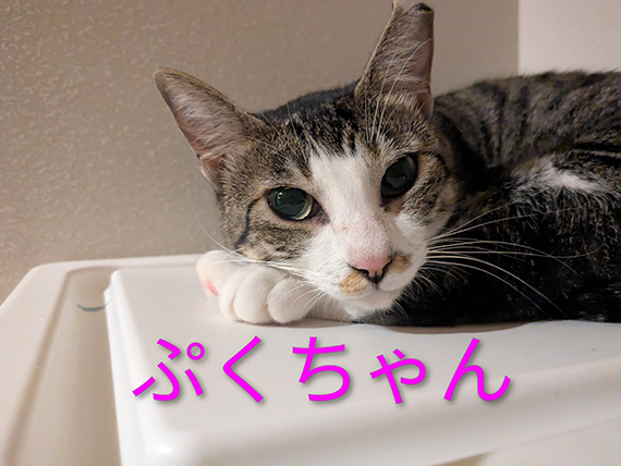ぷくちゃん2.jpg