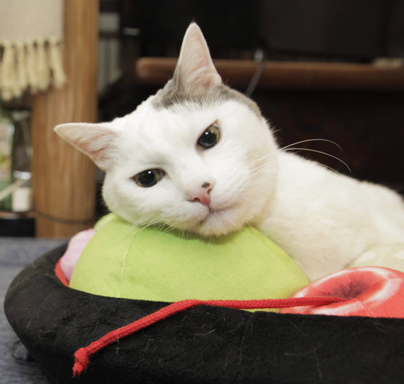 和のおもてニャし あんみつにゃんこクッション 完成！│フェリシモ猫部