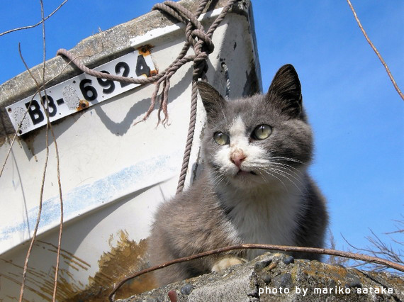 私の猫は超能力者？/日東書院本社/宜保愛子 - 住まい/暮らし/子育て