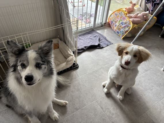はぴねすDOG_260129_2.jpg