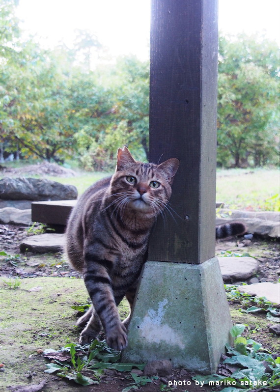 かくれ里の看板猫 さとちゃん フェリシモ猫部