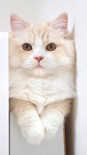 おててぶらーん！握手ができるトレイ目隠しにゃんこが登場