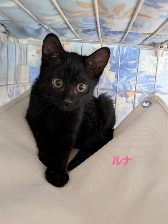 ルナ.jpg