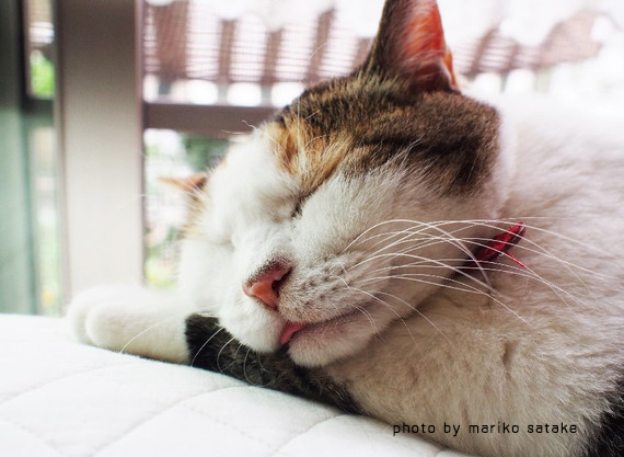 三毛猫は、無敵。│フェリシモ猫部