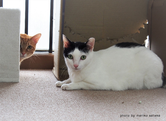 京女と京男 フェリシモ猫部