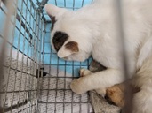 捕獲時の猫.jpg