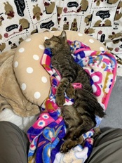 catswelcare-20260115-1.jpg