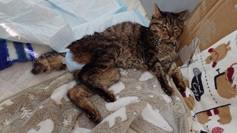 catswelcare-20260115-2.jpg