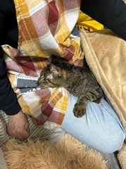 catswelcare-20260115-4.jpg