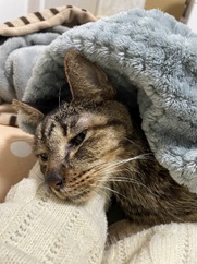 catswelcare-20260115-5.jpg