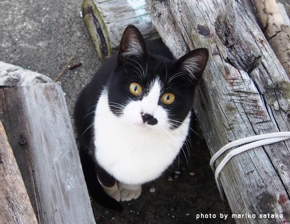 猫の不思議 黒白猫 フェリシモ猫部