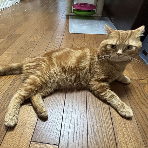 ４-茶維IMG_5180.jpg