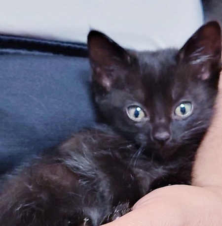 保護直後のゆめちゃん(黒猫子猫.jpg