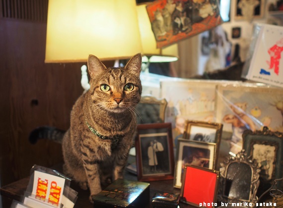 シピちゃんは、わがままな女？│フェリシモ猫部