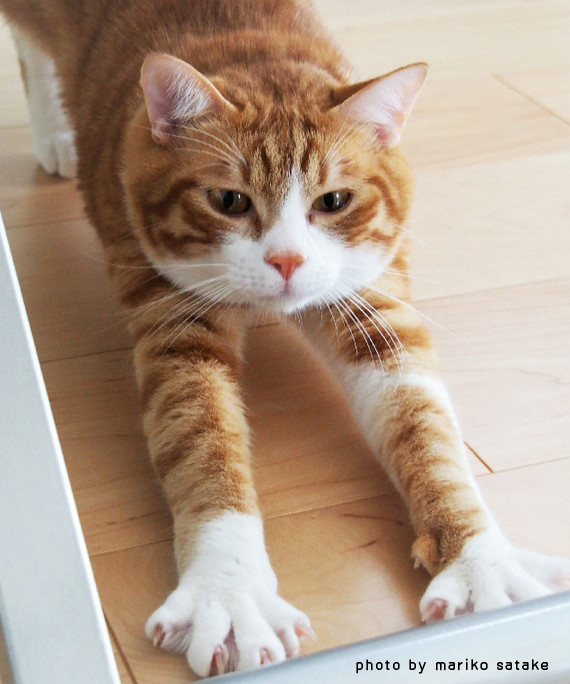 猫飼いの至福 フェリシモ猫部