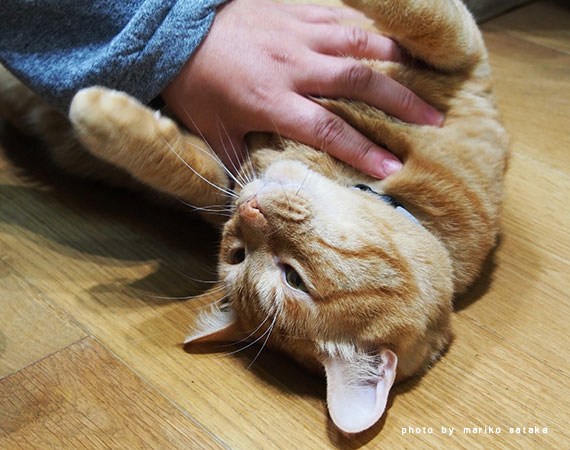 どらやきくんは名部長 フェリシモ猫部 どらやきくんは名部長 フェリシモ猫部