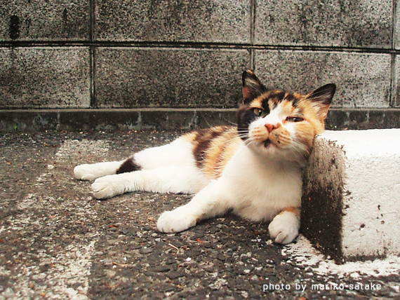 三毛猫は、無敵。│フェリシモ猫部