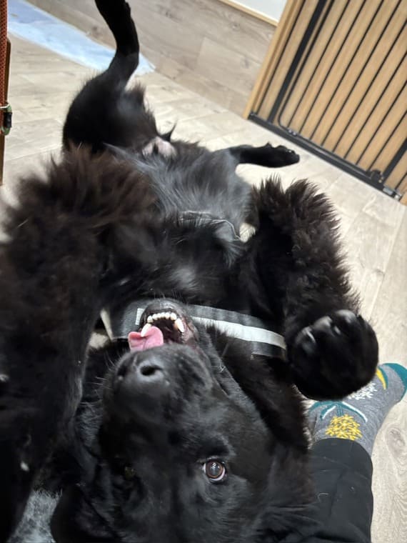 はぴねすDOG_260129_4.jpg