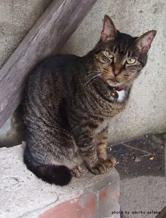 年をとるほど 猫は可愛い フェリシモ猫部