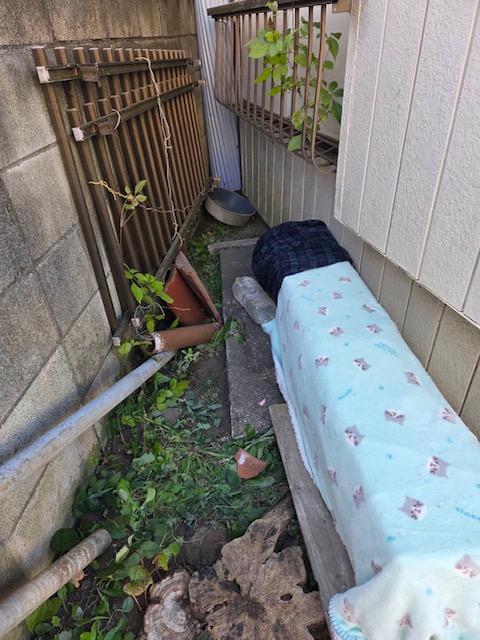 鎌倉猫らいん_20260128_2.jpeg
