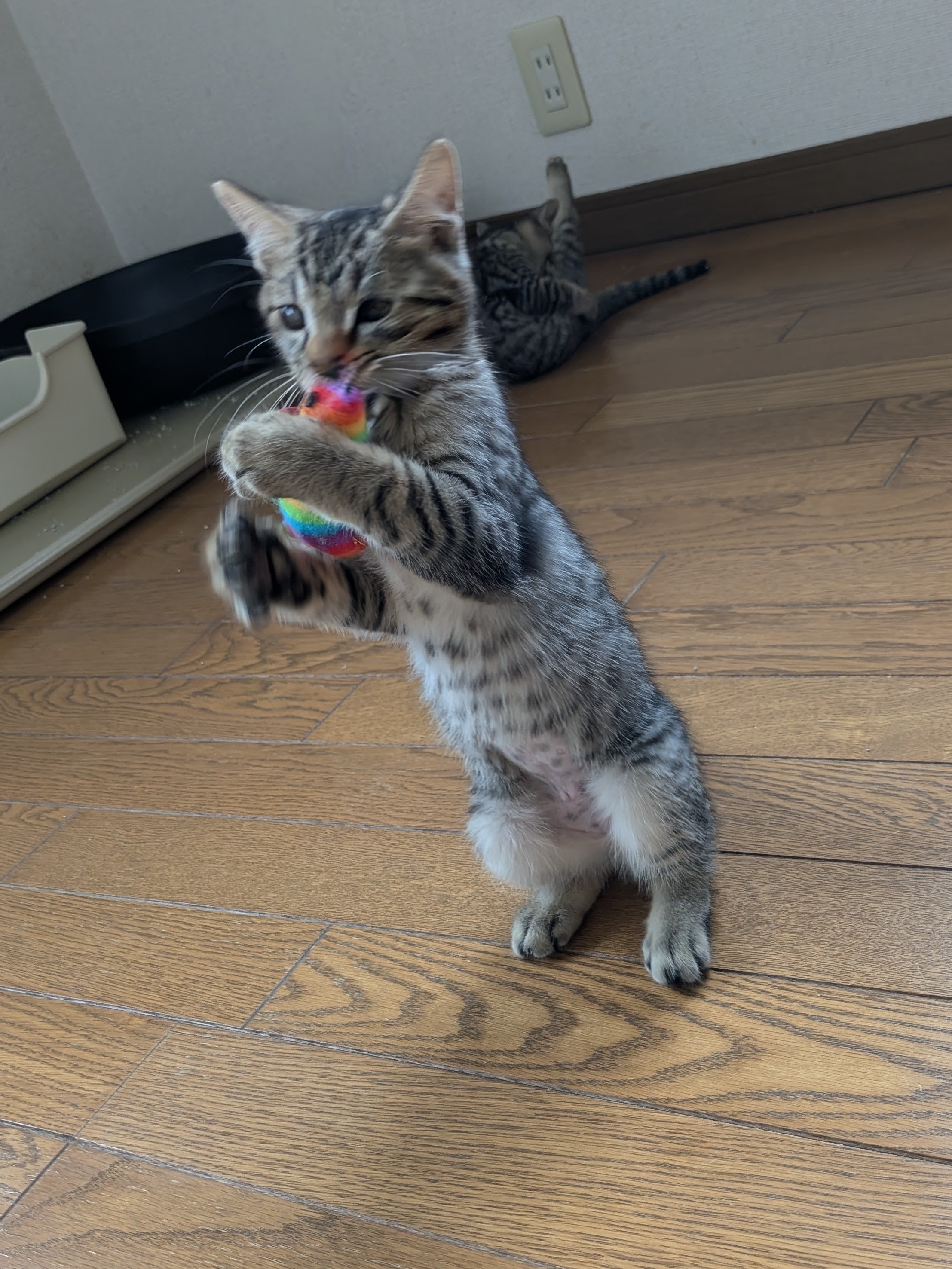 ダイアナ.jpg